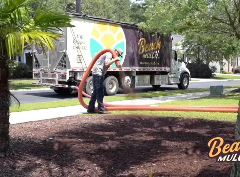beach mulch
