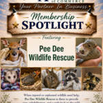 Membership Spotlight: Pee Dee Wildlife Rescue