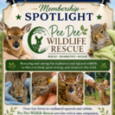 Membership Spotlight: Pee Dee Wildlife Rescue